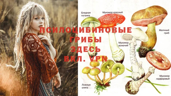 индика Волоколамск